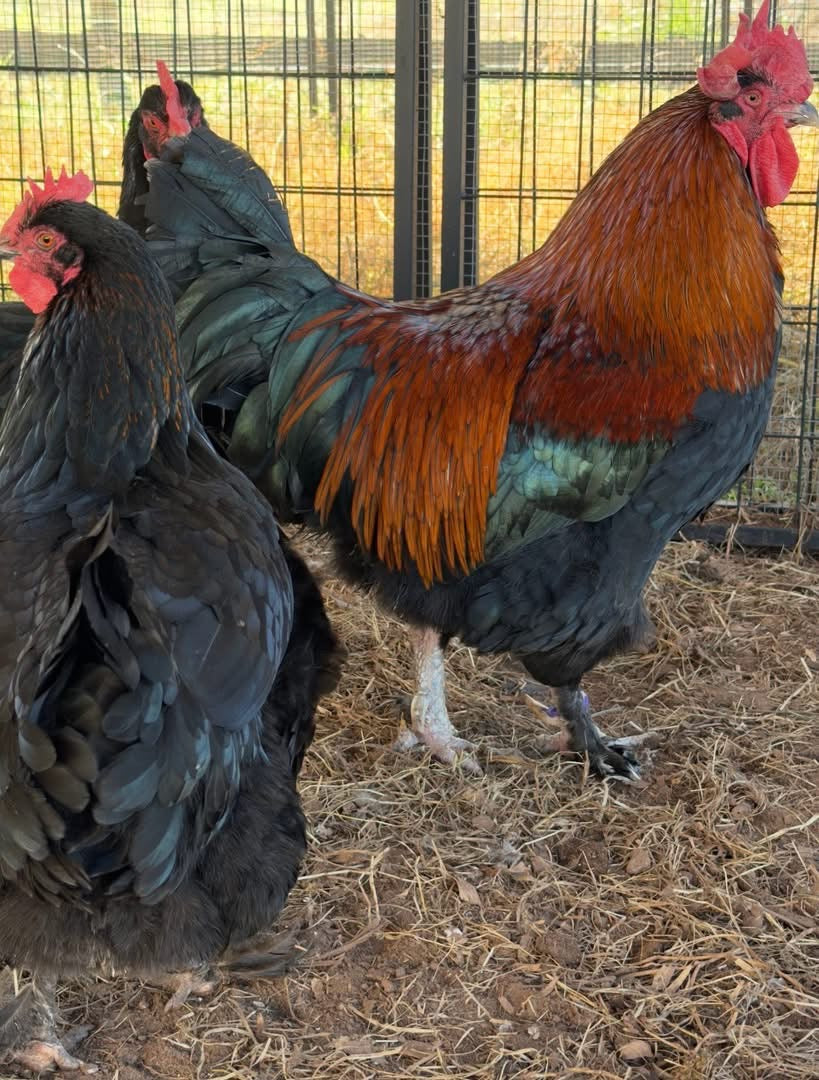 Two Black Copper Marans hens and a Rooster standing on a straw-covered ground with a wire fence in the background.
