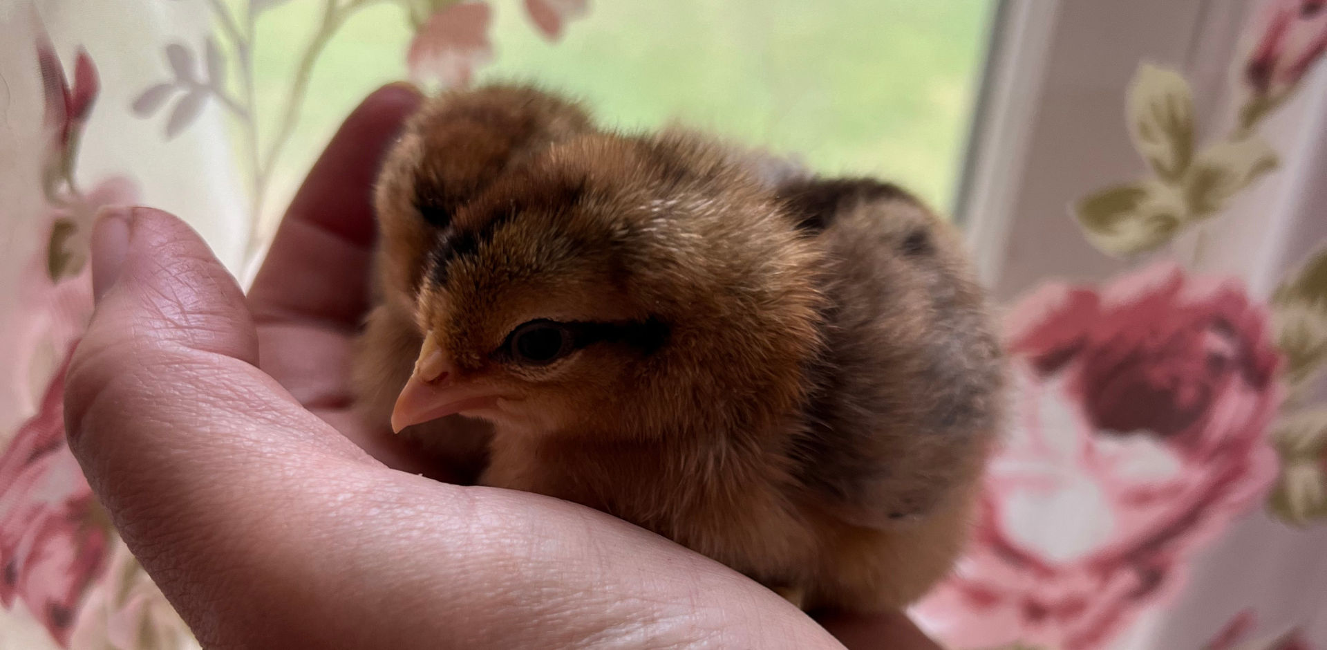 Newly hatched Welsummer chicks resting in a person’s hand.
