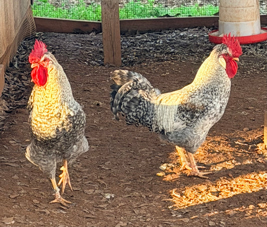 Two Cream Legbar roosters standing on a dirt floor with grass in the background.