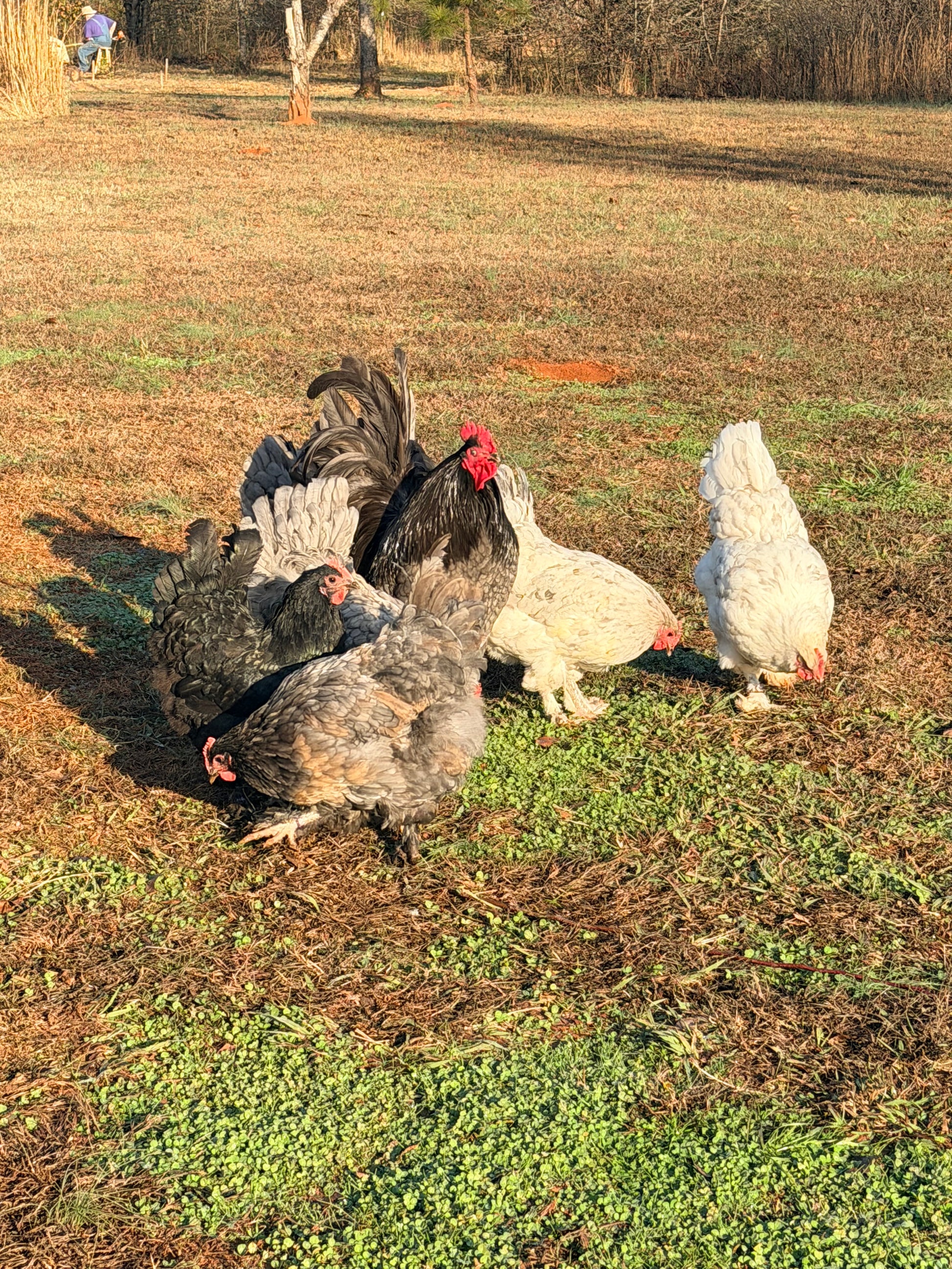 Croad Langshan rooster and his hens free ranging in a grassy field.