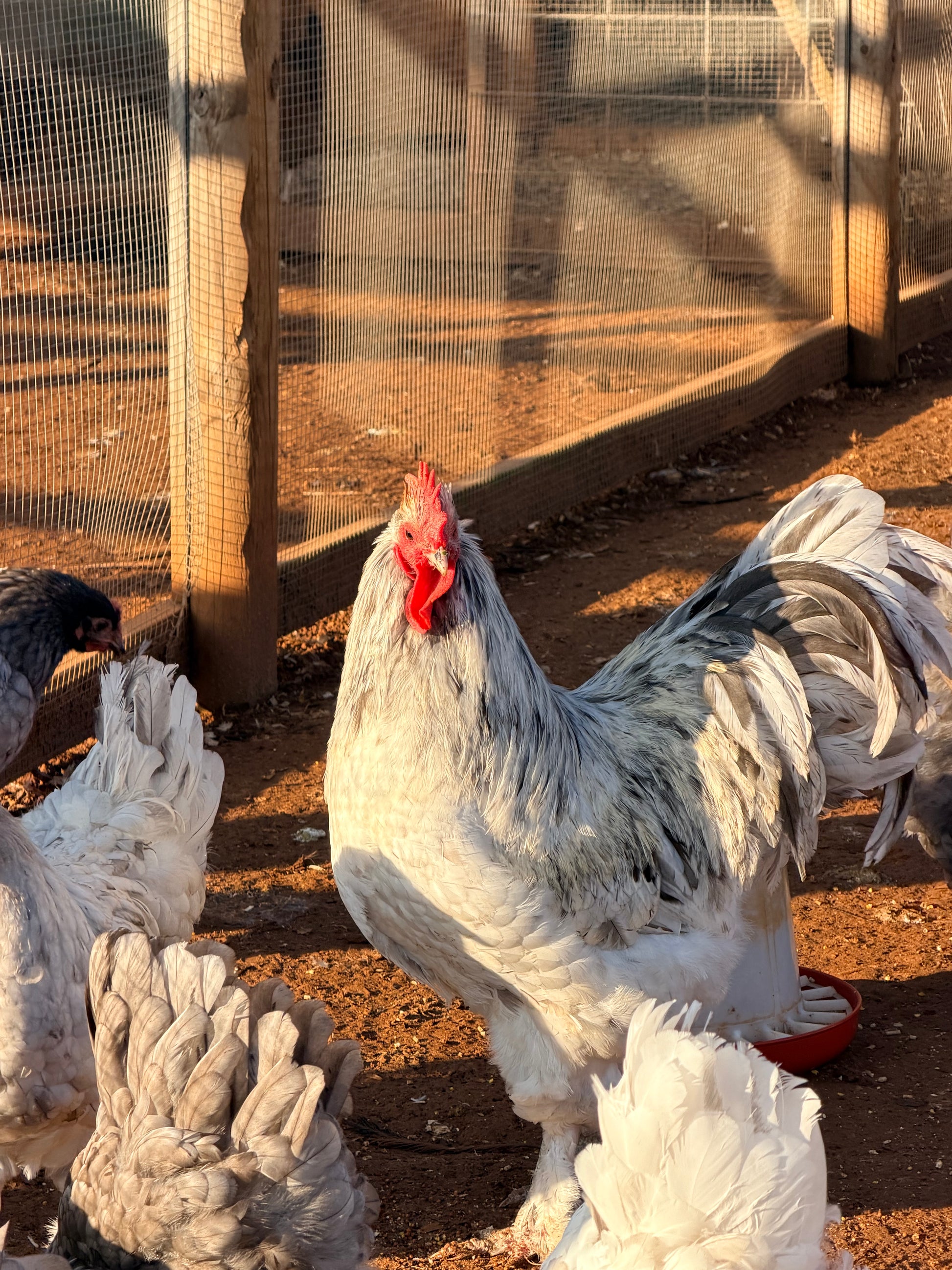 Splash Croad Langshan Rooster standing in dirt floor run surrounded by hens.