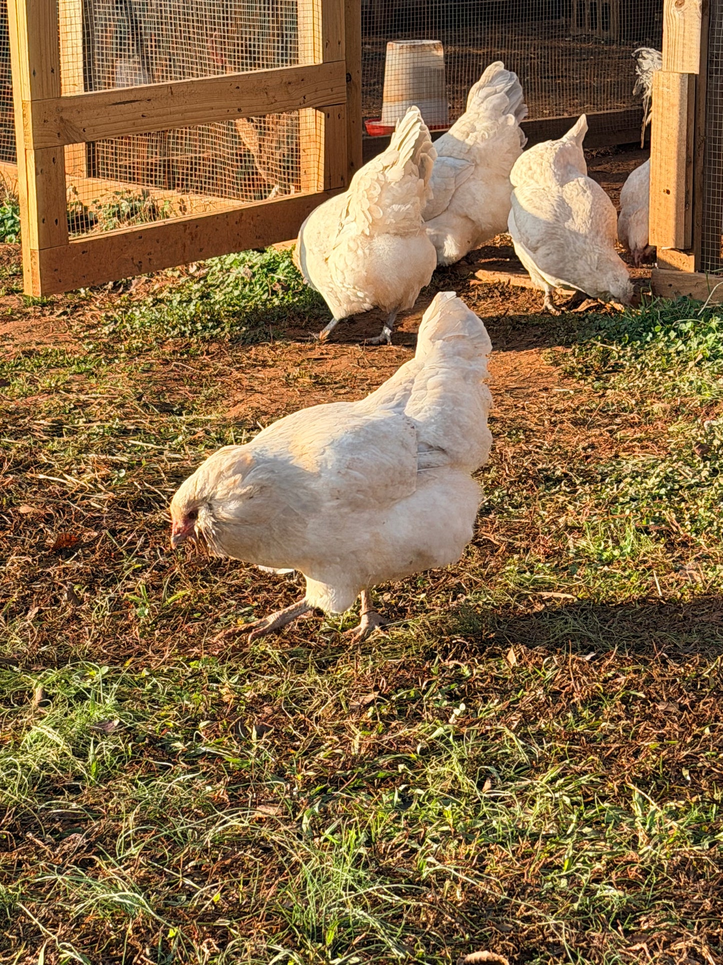 Half Dozen Isabel Ameraucana Hatching Eggs (6 Eggs)