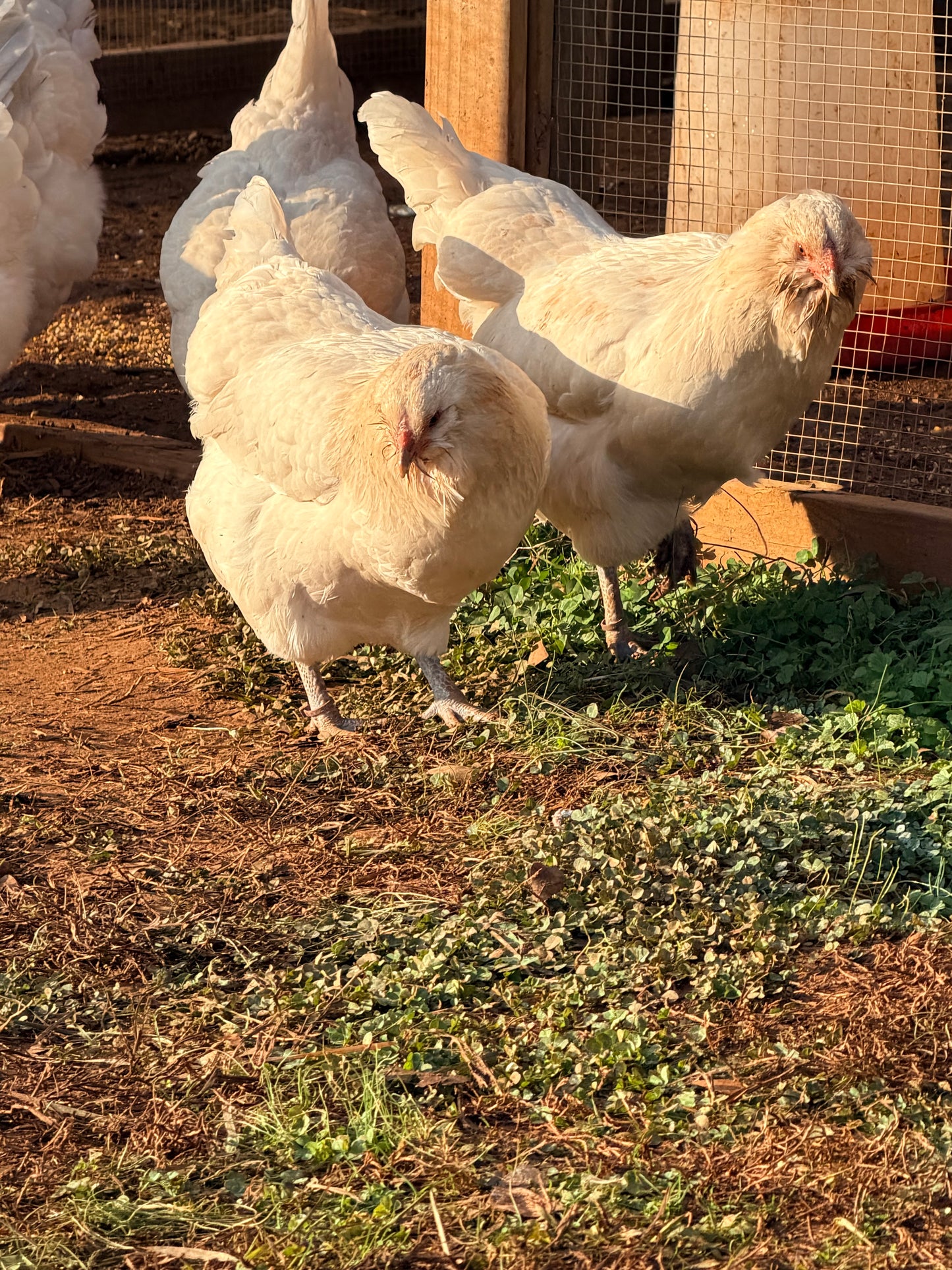 Half Dozen Isabel Ameraucana Hatching Eggs (6 Eggs)
