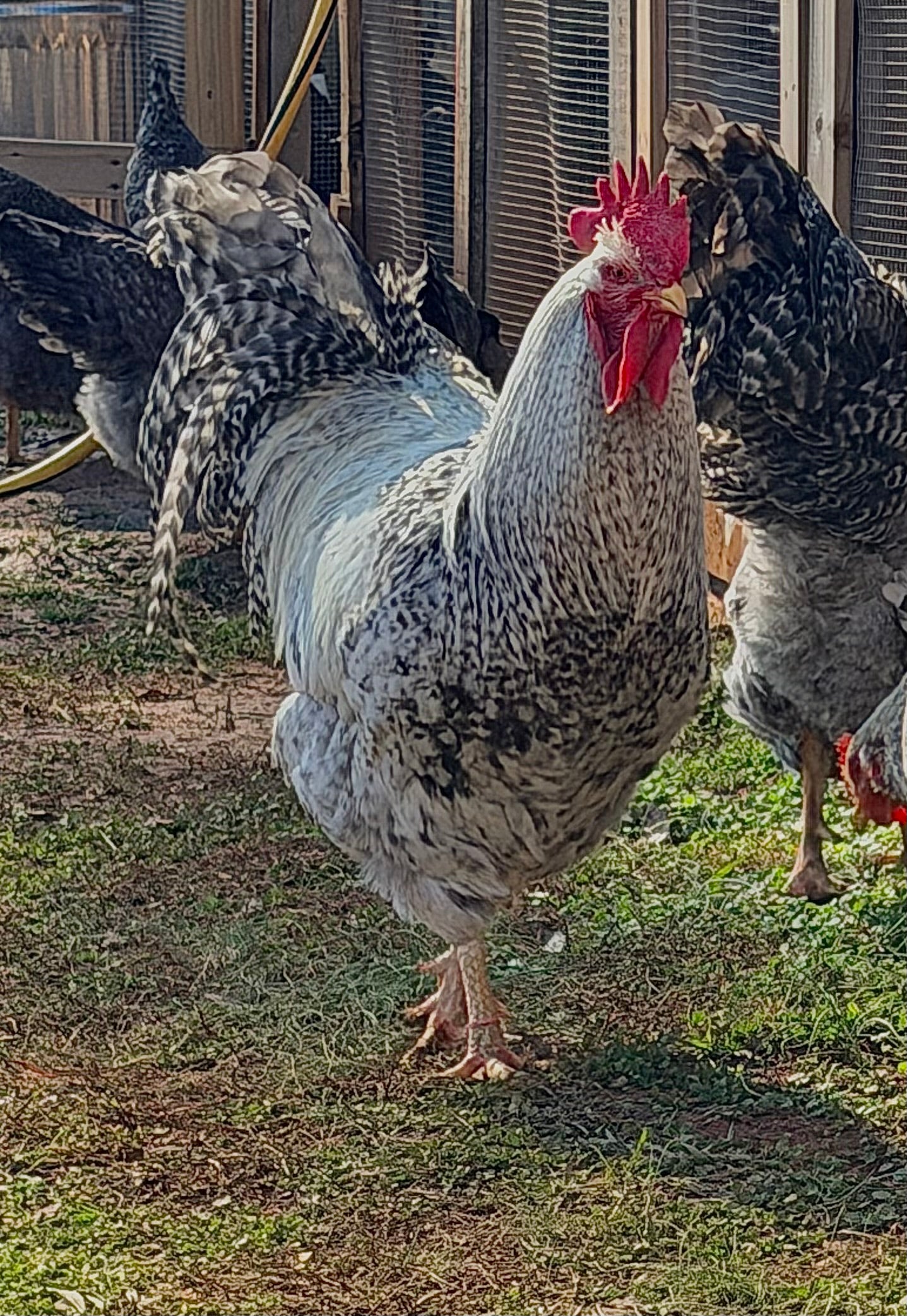 Silver Bielefelder rooster free ranging in front of a poultry pen, whike hens are in background pecking at fresh green grass on a sunny day.