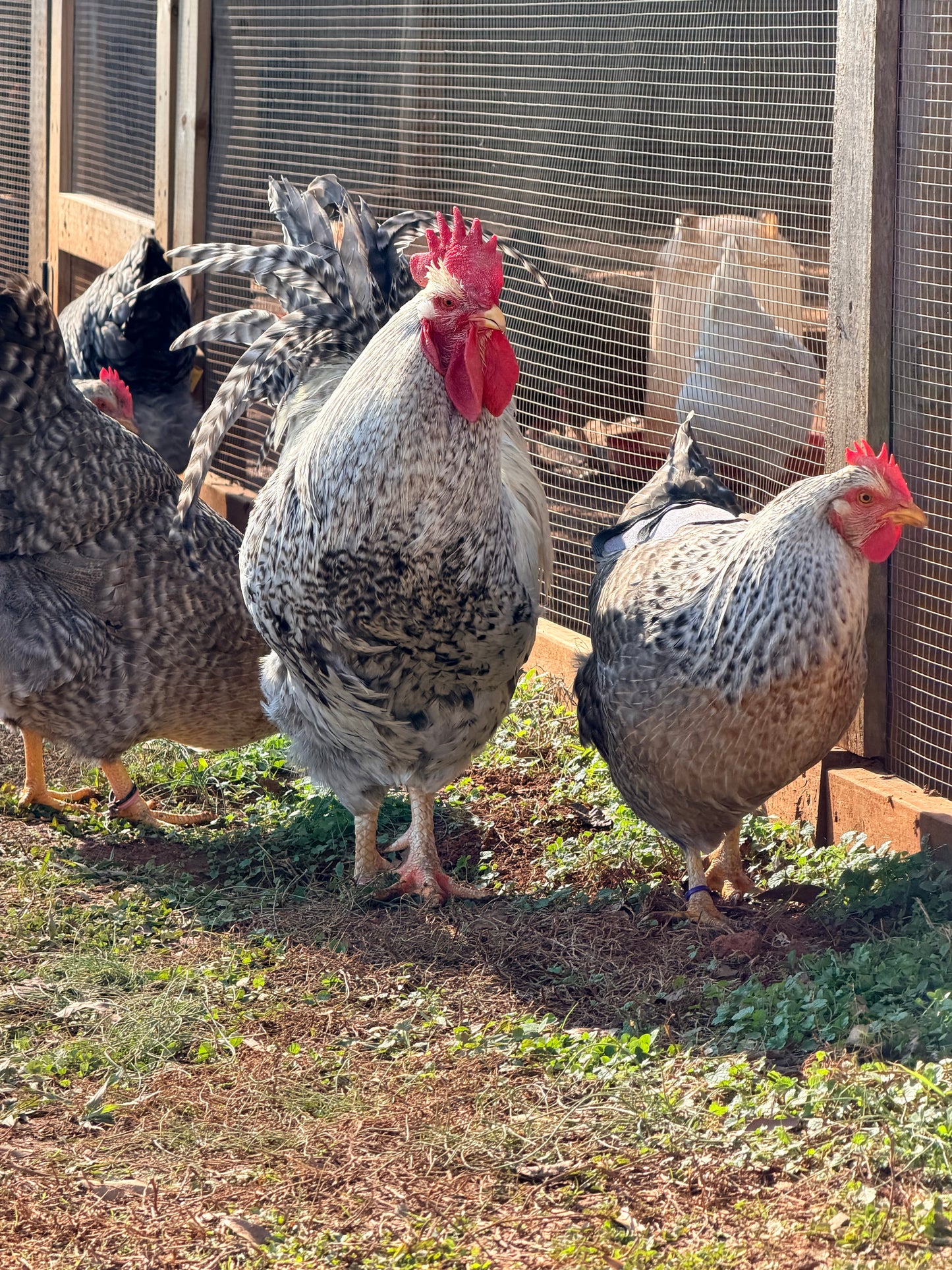 Silver Bielefelder rooster and hen standing together while free ranging in front of a poultry pen, pecking at fresh green grass on a sunny day.