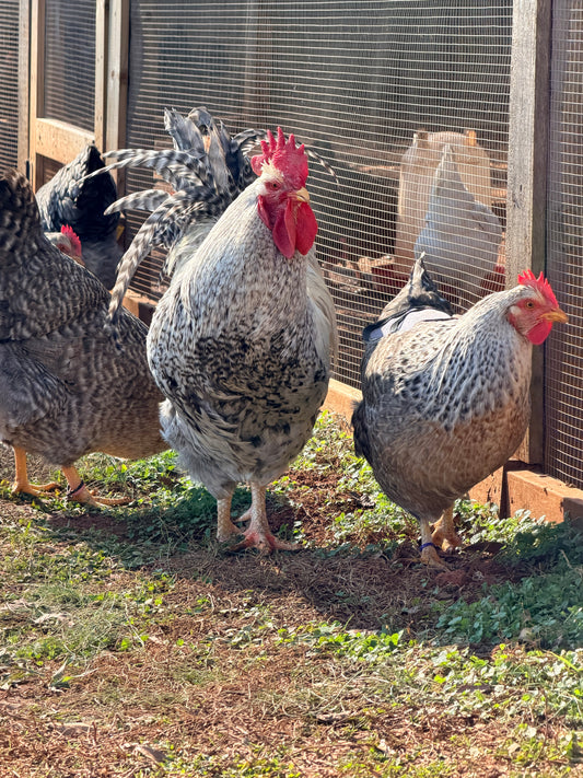 Silver Bielefelder rooster and hen standing together while free ranging in front of a poultry pen, pecking at fresh green grass on a sunny day.