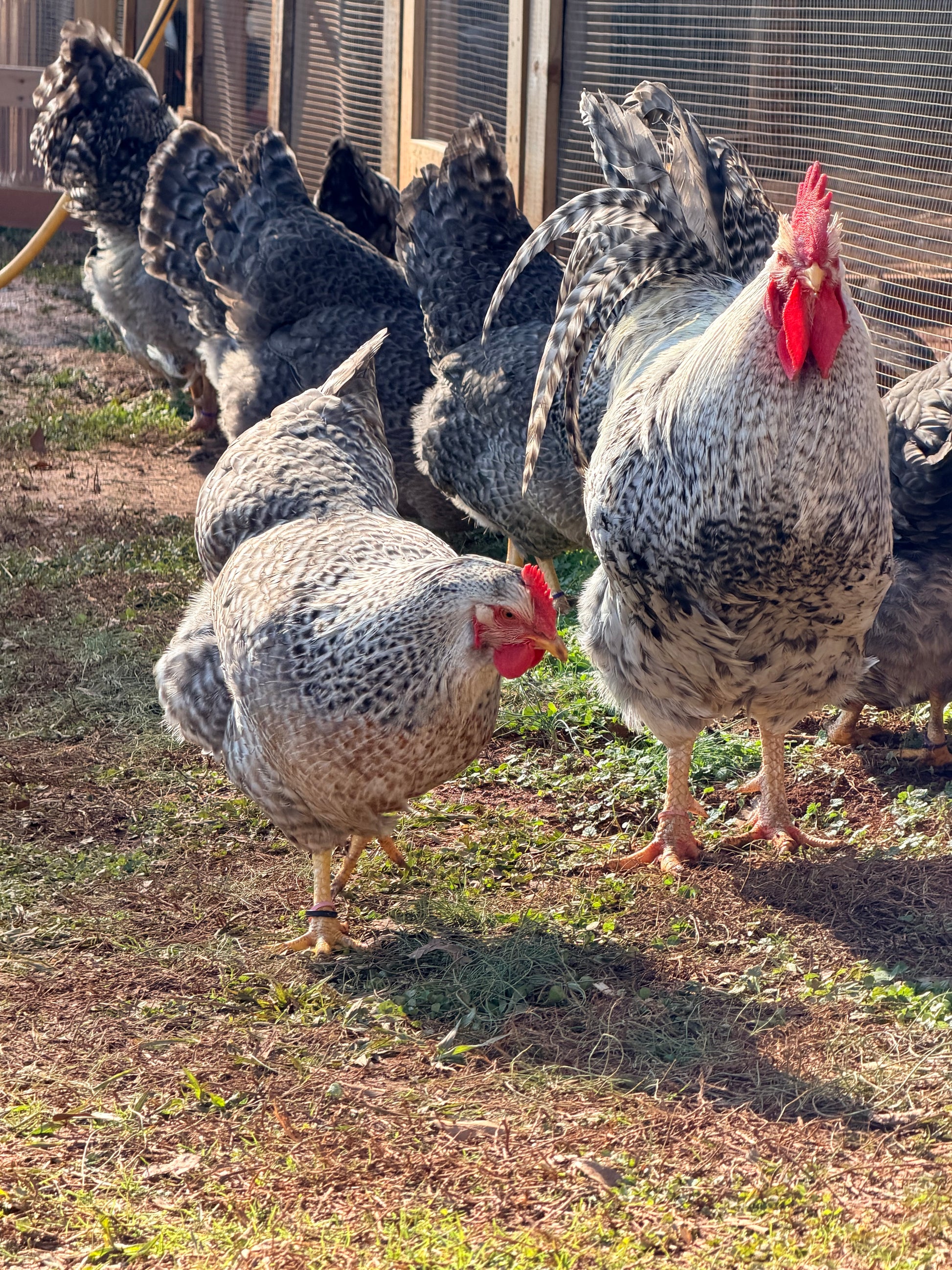Silver Bielefelder rooster and hens standing together while free ranging in front of a poultry pen, pecking at fresh green grass on a sunny day.