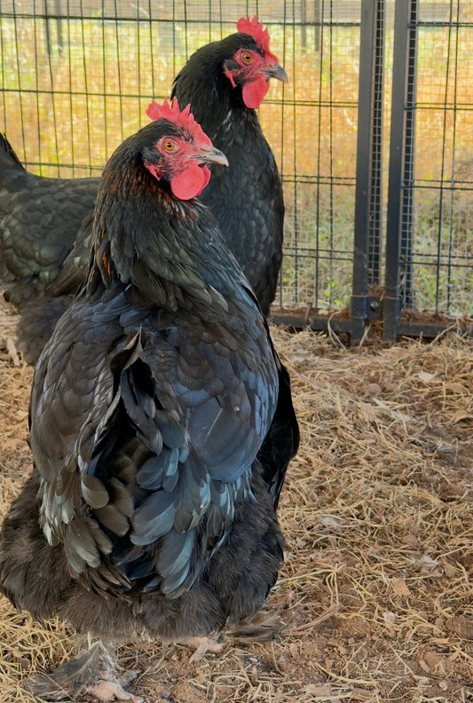 Two Black Copper Marans hens  looking at camera standing on a straw-covered ground with wire fence in background.