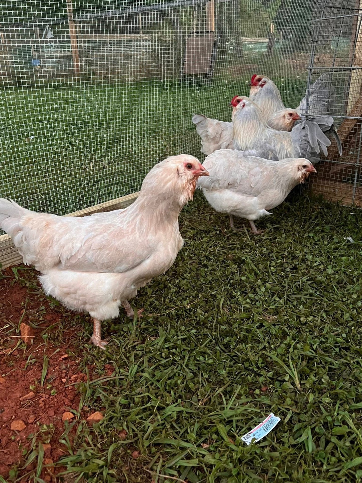 Half Dozen Isabel Ameraucana Hatching Eggs (6 Eggs)