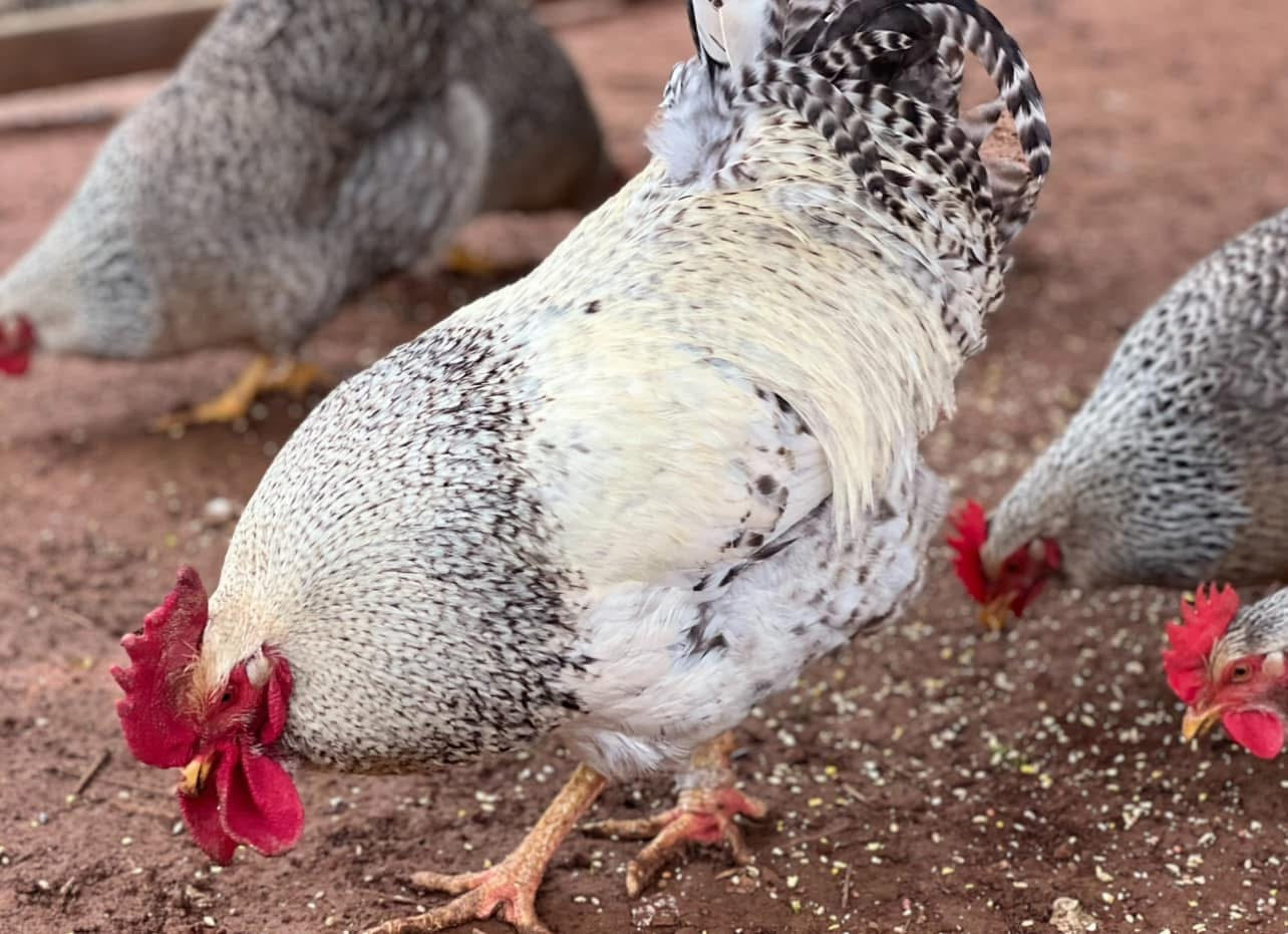 Silver Bielefelder rooster with several hens pecking at scratch on dirt ground inside a chicken run.