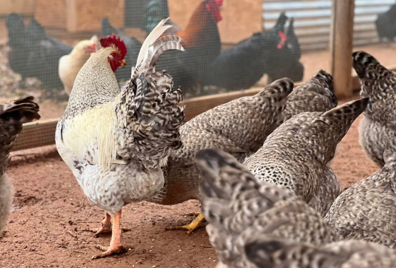 Silver Bielefelder rooster with several hens pecking at scratch on dirt ground inside a chicken run, surrounded by fencing and farm structures. Black Copper Marans in Background looking at them through fence wall.
