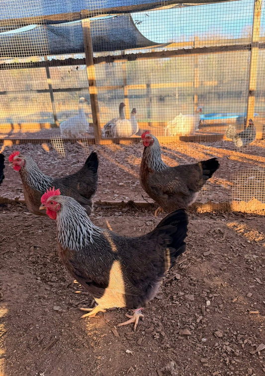 Silver Duckwing Welsummer hens in a poultry pen with a wire fence during sunset.