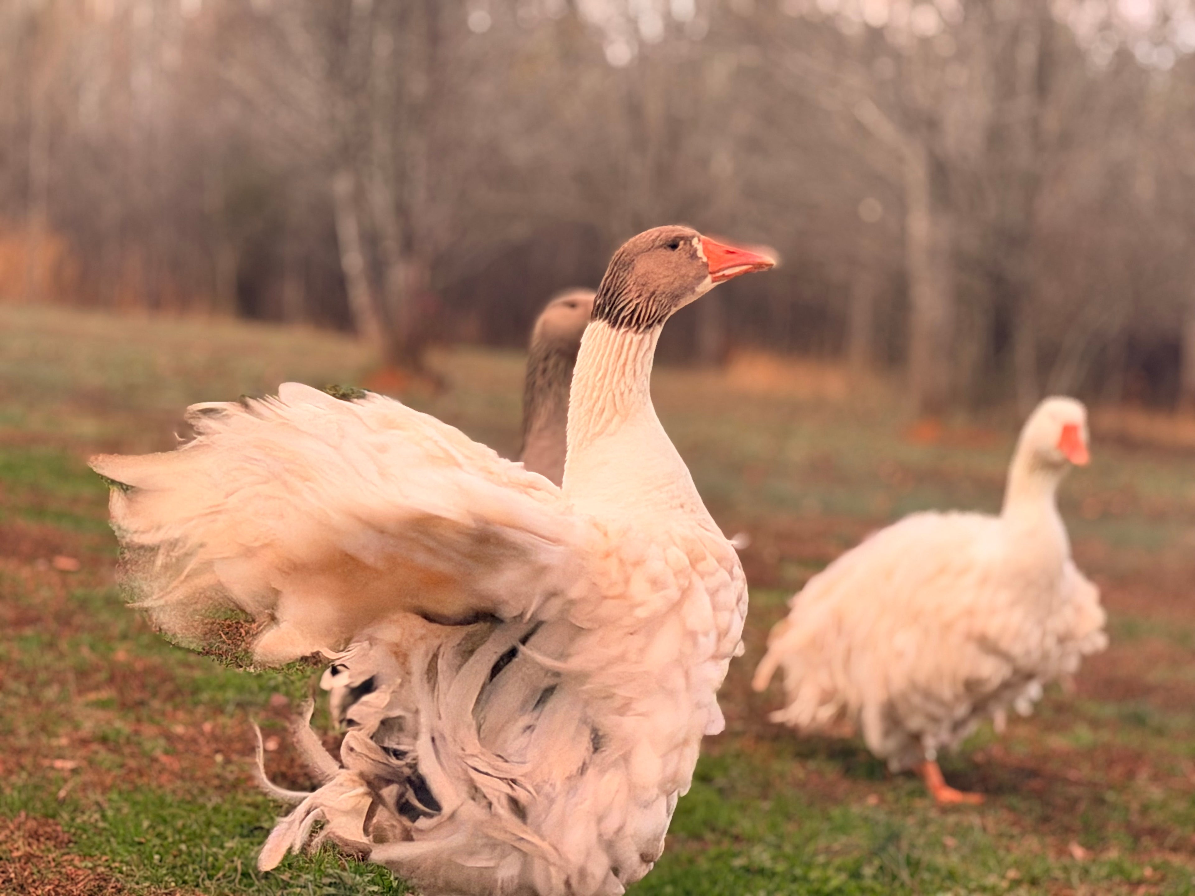 Three geese standing on a grassy field with trees in the background