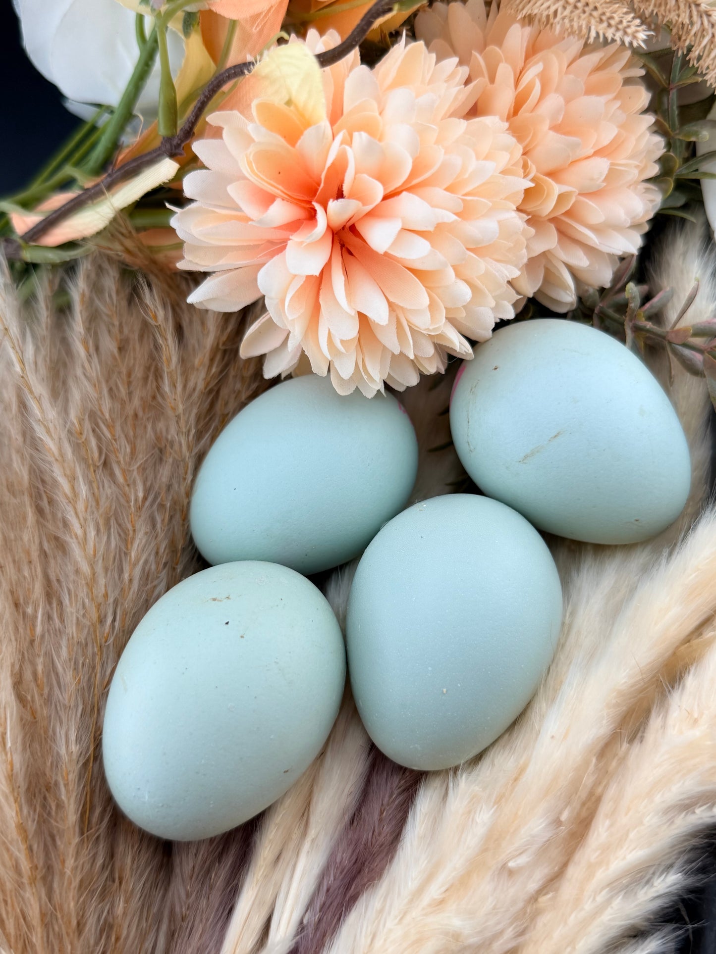 Blue eggs sitting on soft feathery cassia branches with flowers. 