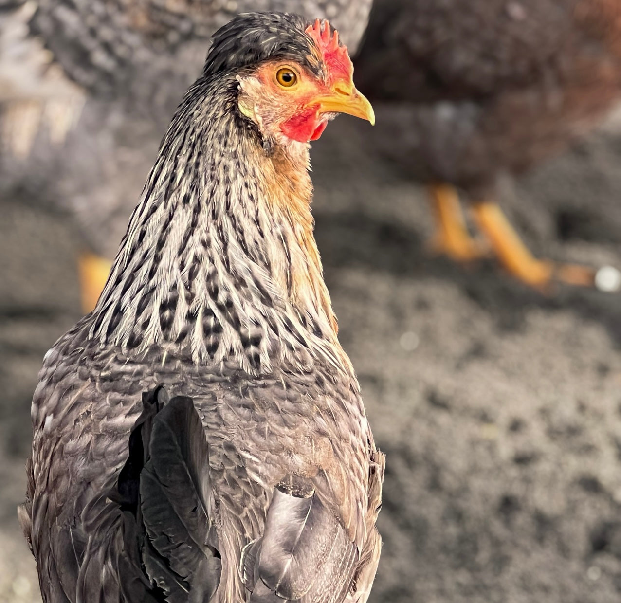 Silver and black barred Cream Legbar hen standing in the yard at Sassy Hen Homestead.