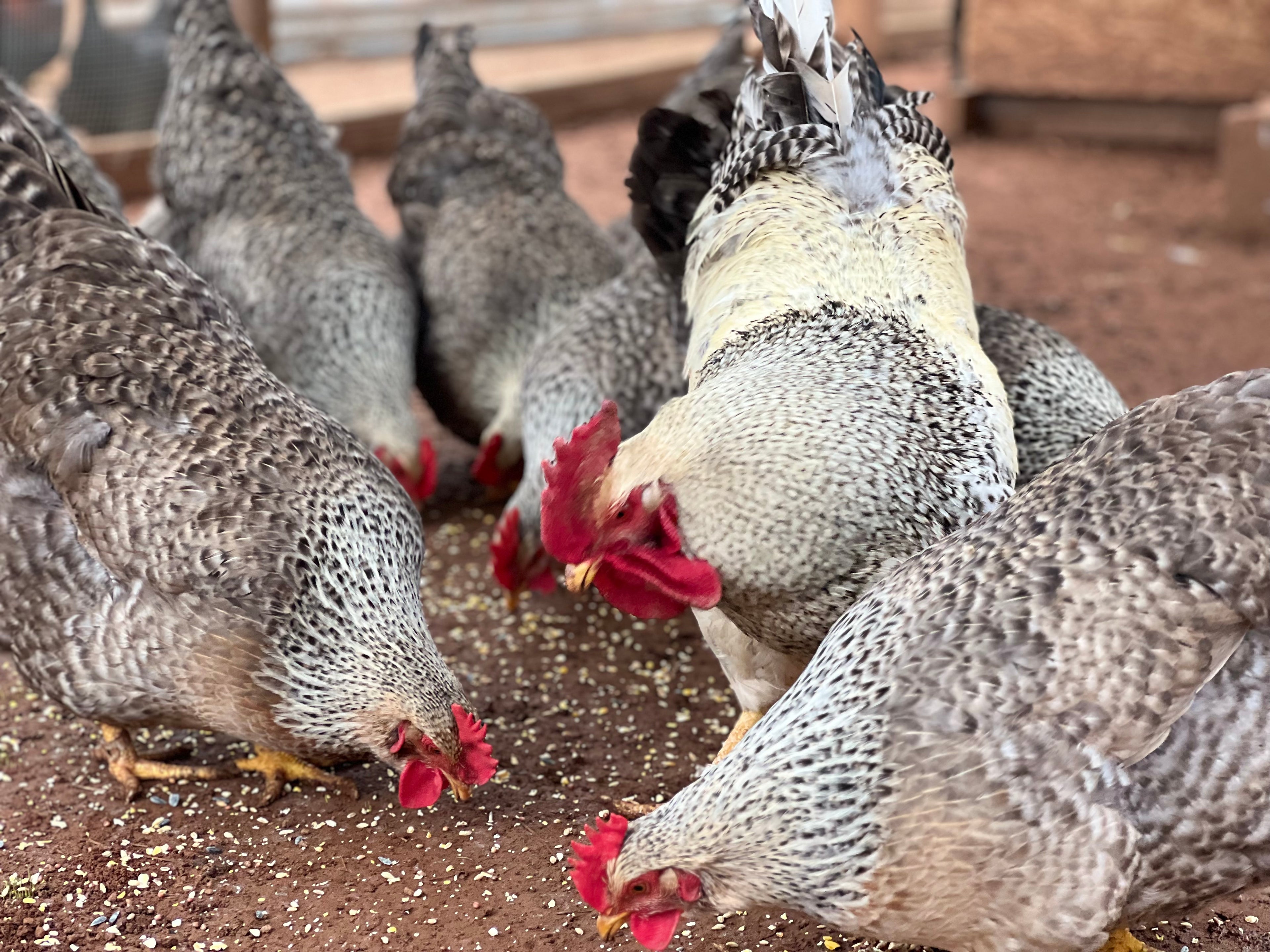 Silver Bielefelder chickens feeding together in a chicken pen.