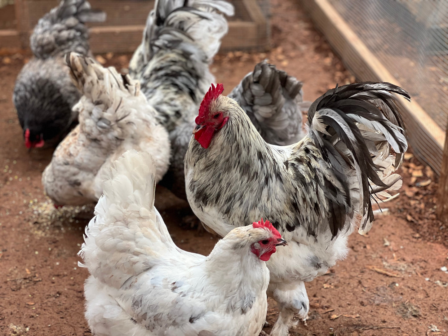 Croad Langshan Rooster and hens eating scratch in a chicken run.