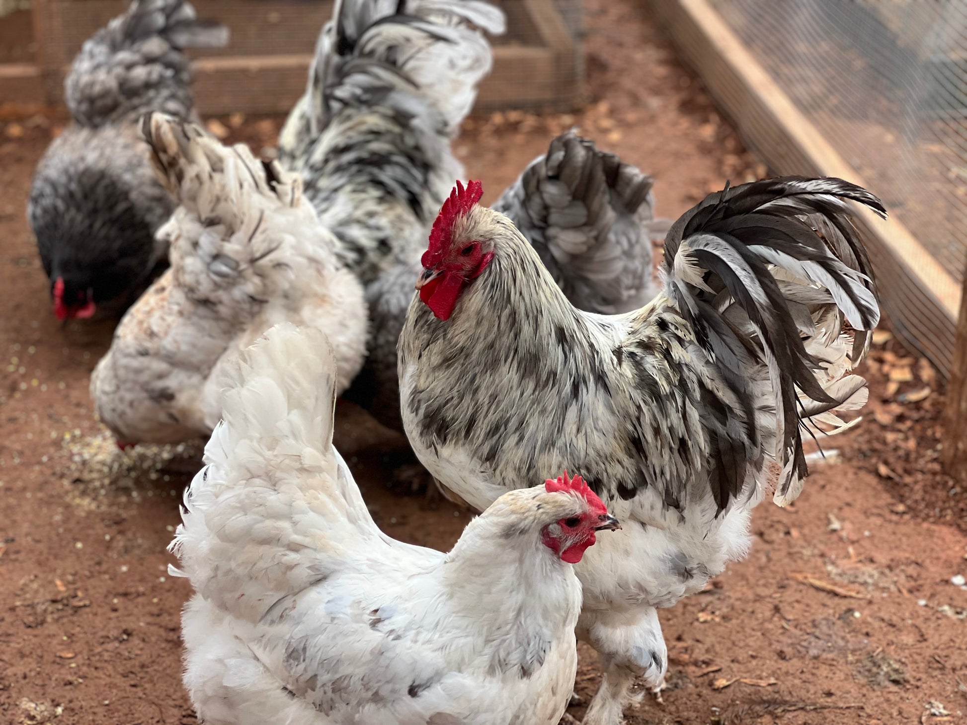 Croad Langshan Rooster and hens eating scratch in a chicken run.