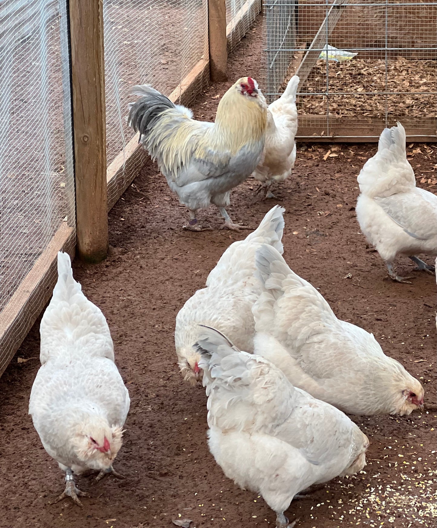Half Dozen Isabel Ameraucana Hatching Eggs (6 Eggs)