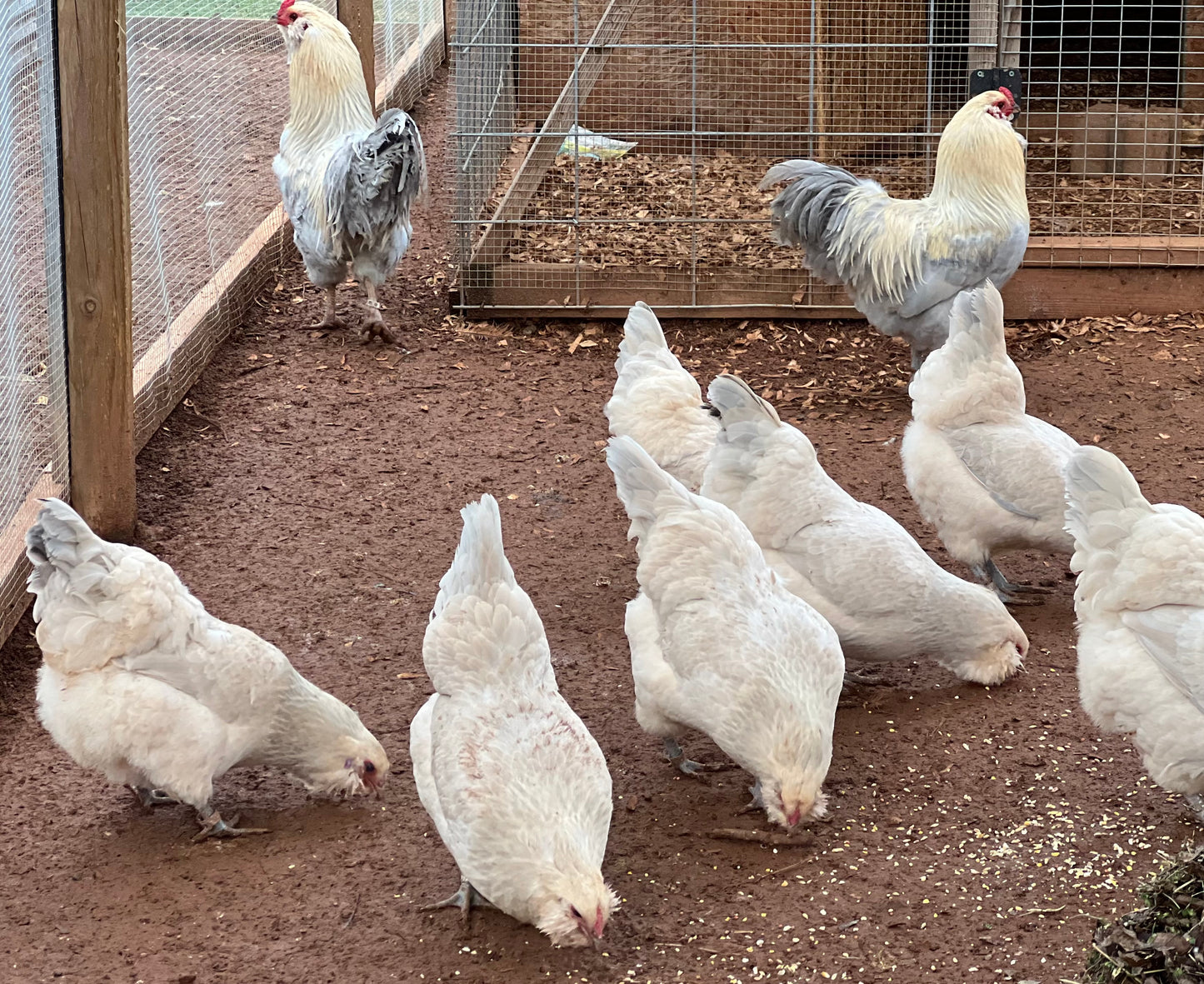 Half Dozen Isabel Ameraucana Hatching Eggs (6 Eggs)