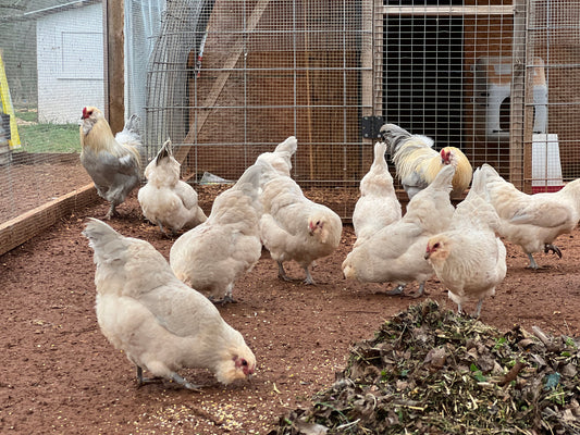 Half Dozen Isabel Ameraucana Hatching Eggs (6 Eggs)
