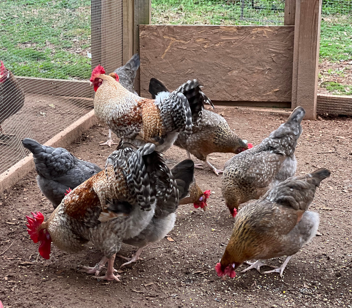 Group of Crele Penedesenca in a chicken run eating scratch with a wooden wall and grassy area outside.