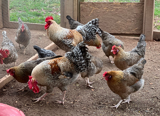 Group of Crele Penedesenca in a chicken run eating scratch with a wooden wall and grassy area outside.
