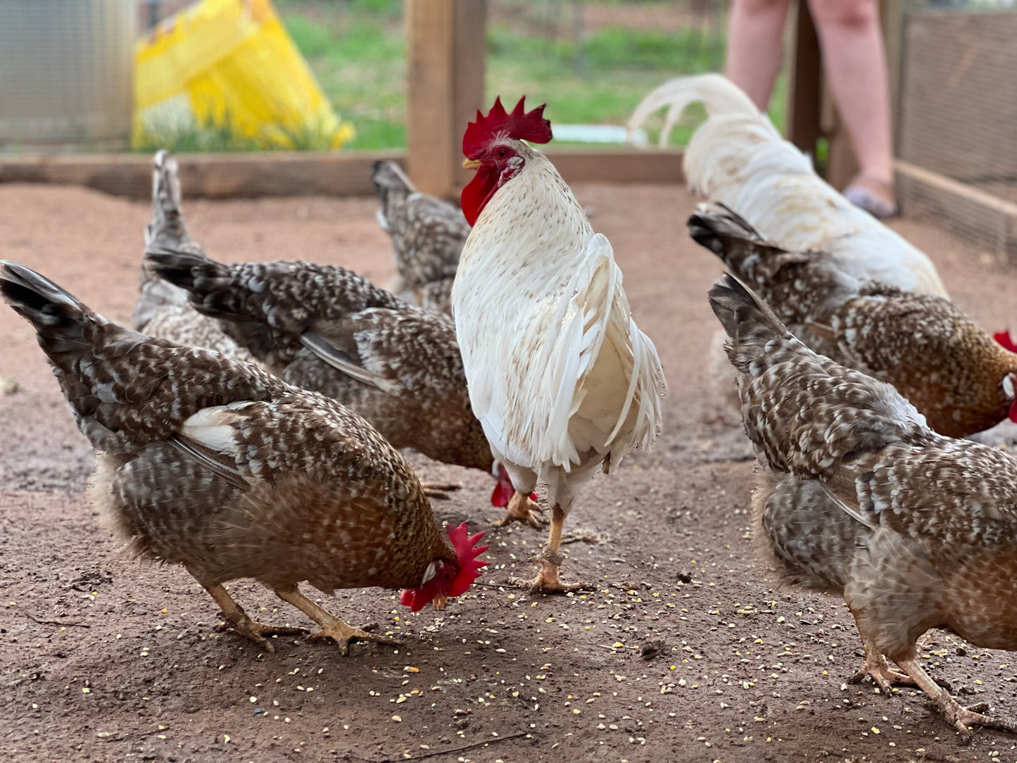 55 Flowery Hens foraging together in a chicken pen.