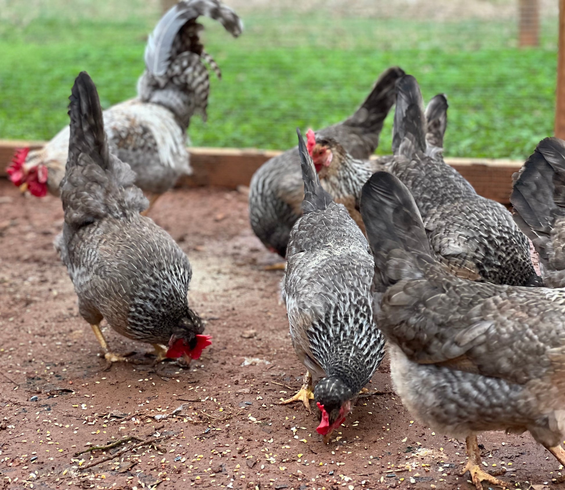 Group of Cream Legbar chickens pecking at the ground in a run.