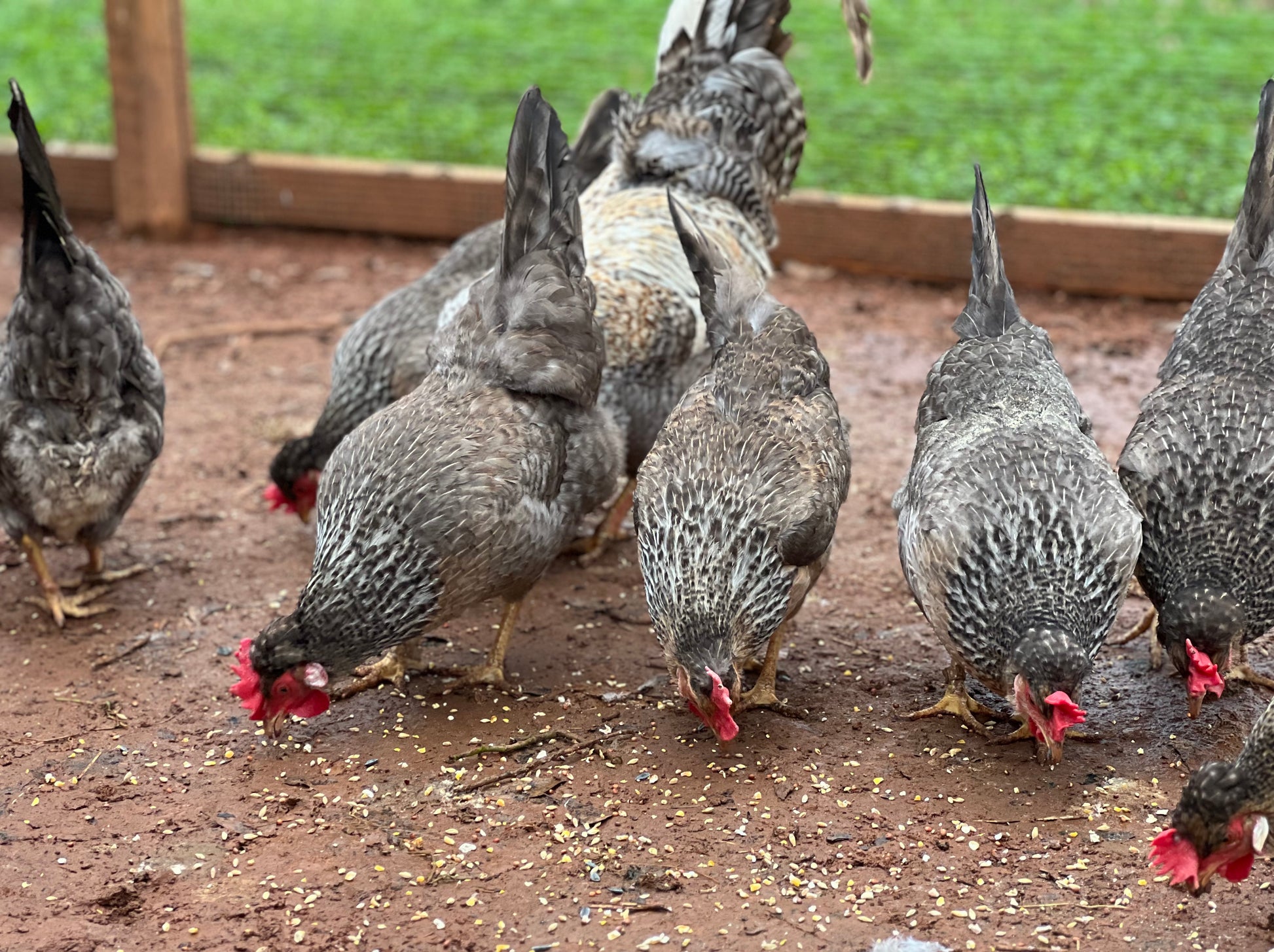 Group of Cream Legbar chickens on a dirt ground with grass in the background
