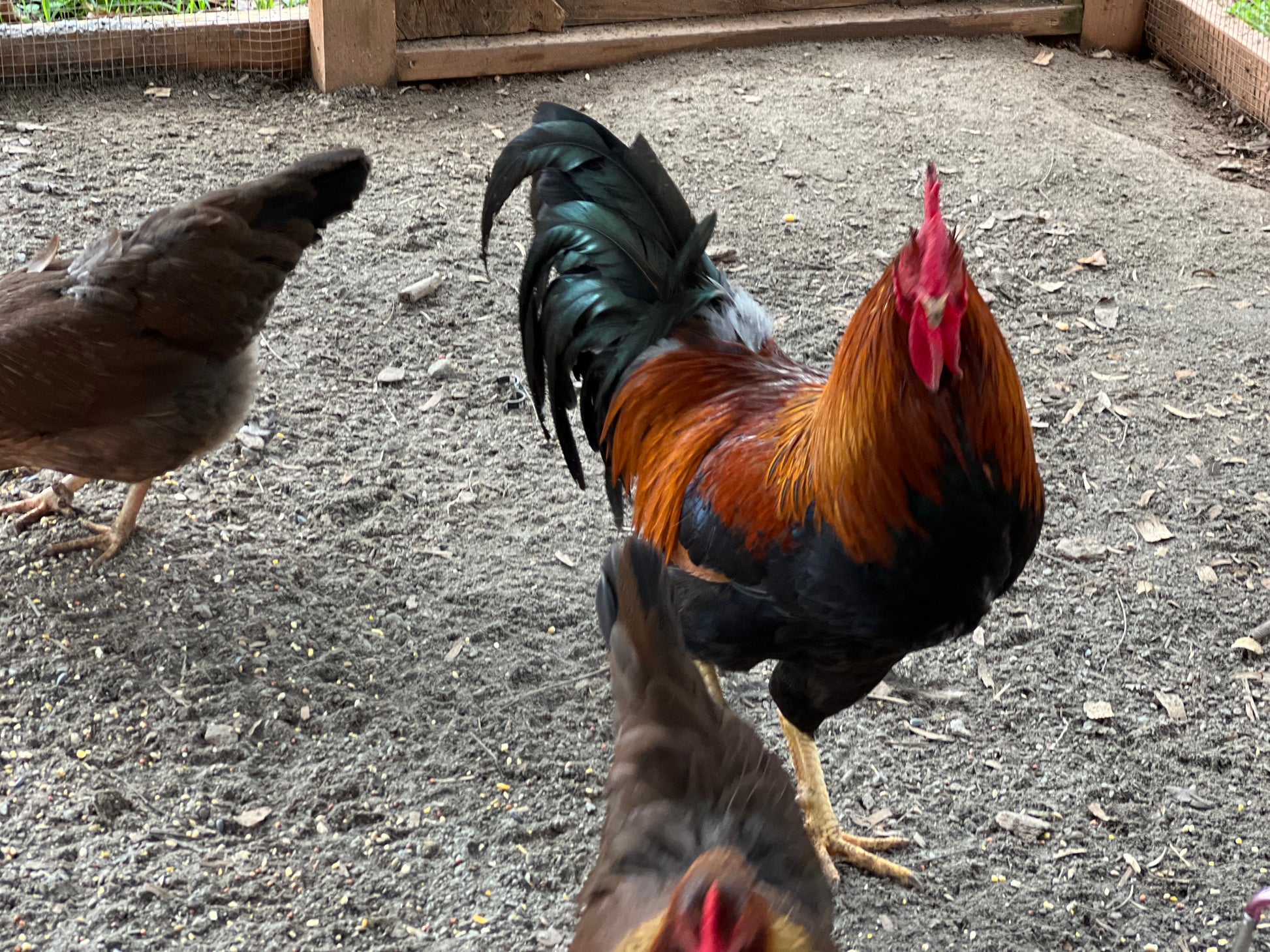 Welsummer Rooster with a colorful plumage standing on a ground surface.