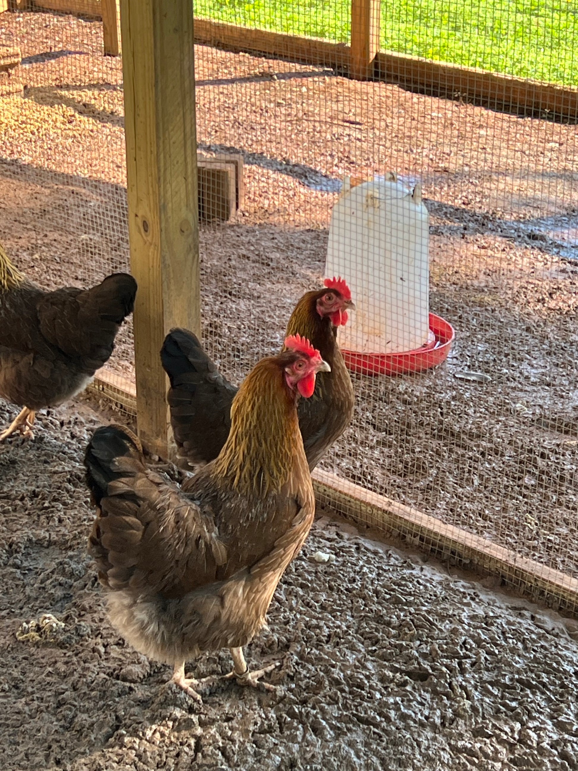 Partridge Welsummer hens standing together in a chicken pen.